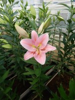 [4286 Catcher VWS No01.JPG]